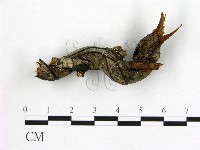 登錄號:F0019585藏品圖，第3張