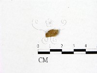 登錄號:F0019592藏品圖，第3張