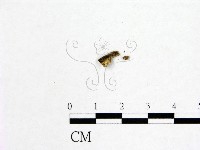 登錄號:F0019594藏品圖，第1張