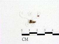 登錄號:F0019594藏品圖，第3張