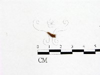 登錄號:F0019596藏品圖，第1張