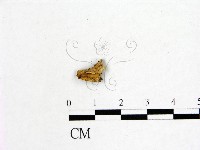 登錄號:F0019597藏品圖，第3張