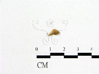 登錄號:F0019598藏品圖，第1張