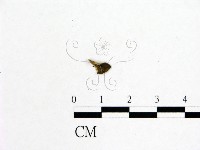 登錄號:F0019598藏品圖，第3張