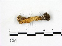 登錄號:F0019604藏品圖，第1張
