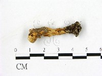 登錄號:F0019604藏品圖，第3張