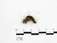 登錄號:F0019605藏品圖，第1張