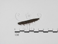 登錄號:F0019642藏品圖，第1張
