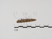 登錄號:F0019642藏品圖，第3張