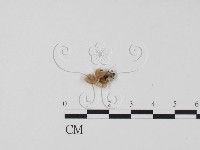 登錄號:F0019653藏品圖，第3張