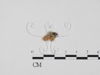 登錄號:F0019653藏品圖，第1張