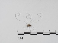 登錄號:F0019659藏品圖，第3張
