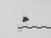 登錄號:F0019661藏品圖，第1張