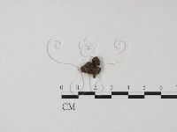 登錄號:F0019661藏品圖，第3張
