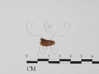 登錄號:F0019665藏品圖，第1張
