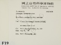登錄號:F0019676藏品圖，第2張