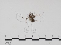 登錄號:F0019680藏品圖，第1張