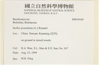 登錄號:F0019684藏品圖，第4張