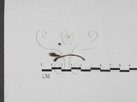 登錄號:F0019687藏品圖，第1張