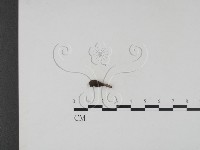 登錄號:F0019694藏品圖，第1張