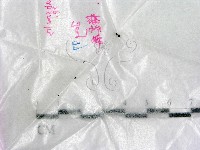 登錄號:F0019702藏品圖，第1張