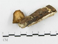 登錄號:F0019712藏品圖，第4張
