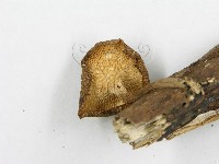 登錄號:F0019712藏品圖，第5張