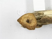 登錄號:F0019712藏品圖，第6張