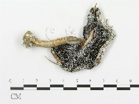 傘菌屬藏品圖，第3張