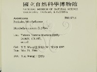 美味羊肚菌藏品圖，第2張