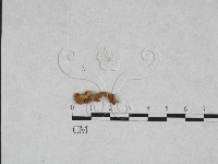 美味羊肚菌藏品圖，第1張