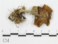 登錄號:F0019716藏品圖，第1張