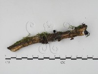 登錄號:F0019727藏品圖，第4張