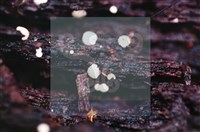 Accession Number:F0019729 Collection Image, Figure 3, Total 3 Figures