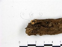 登錄號:F0019730藏品圖，第3張