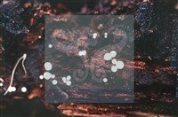 Accession Number:F0019730 Collection Image, Figure 6, Total 6 Figures