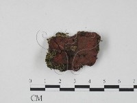 登錄號:F0019732藏品圖，第1張