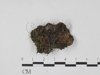登錄號:F0019732藏品圖，第3張