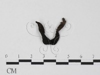登錄號:F0019734藏品圖，第3張