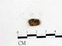 登錄號:F0019736藏品圖，第1張