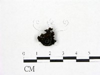 登錄號:F0019739藏品圖，第1張