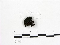 登錄號:F0019739藏品圖，第3張