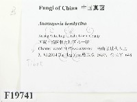 登錄號:F0019741藏品圖，第2張