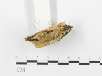 登錄號:F0019742藏品圖，第5張