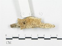 登錄號:F0019743藏品圖，第1張