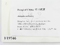 登錄號:F0019746藏品圖，第2張