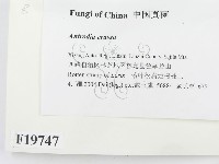 登錄號:F0019747藏品圖，第2張