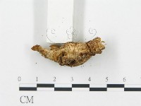 登錄號:F0019747藏品圖，第5張
