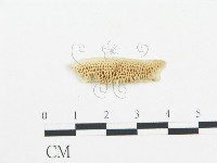 登錄號:F0019748藏品圖，第1張