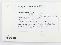 登錄號:F0019750藏品圖，第2張